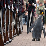 Norvég díszőrség előtt avatták vezérőrnaggyá az edinburgh-i állatkert pingvinjét – videó