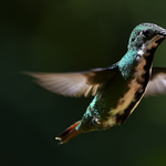 Extrém módon hibernálja magát a kolibri éjszakánként, éppenhogy nem fagy meg