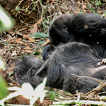 Szívszorító dolog derült ki a gorillákról – videó