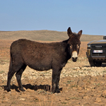 Ide az összes kátyúval! Afrikában kínoztuk meg a vadonatúj Toyota Land Cruisert