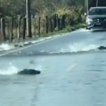 Videó: Akkora árvíz volt egy főúton, hogy felúsztak rajta a lazacok