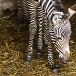 Fotók: Tündéri kiszebra született Nyíregyházán