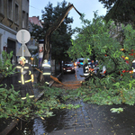 Kitört egy fa a VIII. kerületben - fotó