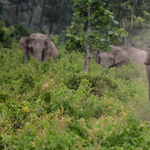 Meghalt Daphne Sheldrick, az elefántok anyja