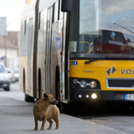 Emberséges Volánbusz-sofőr sztorija terjed a Facebookon