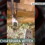 Fényes nappal fajtalankodhatott a kutyájával egy meztelen férfi Budapesten