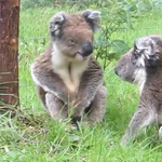 Így zördül össze két koala - ennivaló videó