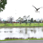 Kígyópara egy melbourne-i pikniken – hamis vagy valódi ez a videó?