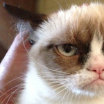 Meghalt Grumpy Cat