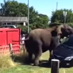 Videó: Így tesz arrébb egy Skodát egy megvadult elefánt