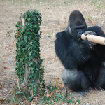 Fotók: trükközniük kell a gorilláknak Nyíregyházán