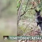 Kenguru ugrált a törökszentmiklósi temetőben