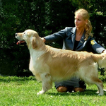 Miért élnek kevesebb ideig a golden retrieverek?