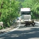 Tusnádfürdő polgármestere szerint álhír volt a medvetámadás