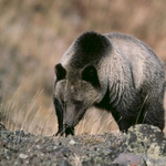 Zsebkésével védte meg magát a grizzlymedvétől