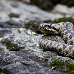 Keresztes vipera mart meg egy férfit a Zemplénben, hetekig tartó szenvedést okozva