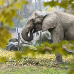 Állatkínzás miatt nyomoznak a szadai elefántok ügyében