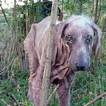 Pucér, megkínzott komondor életéért szorít a net