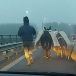 Az autópálya hídján terelt át egy román juhász több száz birkát – videó