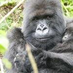 Csempészett gorillákat mentettek meg Zimbabwbéban