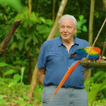 David Attenborough 95 éves korára színesebbnek látja a világot, mint bárki más