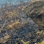 Helyrehozhatatlan károkat okozott egy erdőtűz a Húsvét-szigeten álló híres szobrokban