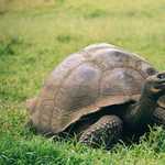 Rengeteg kínai halászhajó bukkant fel a Galápagos-szigetek közelében