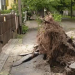 Durva károkat okozott a hétvégi jégeső, Debrecenben fákat csavart ki a vihar – videó