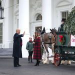 Trump átvette a Fehér Ház óriási karácsonyfáját, de mintha nem tetszene neki – fotók