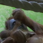 Bemutatkozott a világnak a Párizsban született borneói orangutánkölyök