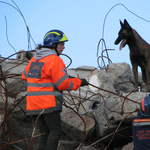 Tara lett a legjobb romkutatókutya - fotóval