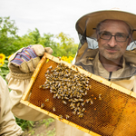 A Nemzet Napszámosa: Tóta W. és hétmillió méhecske