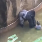 Megemelik a gorillák kerítését a cincinnati állatkertben Harambe tragédiája után