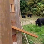 Ilyen higgadtan még ember nem tessékelt ki medvéket az udvarából – videó