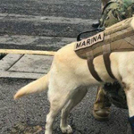 Ő Frida, a labrador, a mexikói földrengés hőse