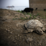 A gyík a teknős rokona, nem a krokodil