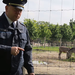 A rendőrség legfrissebb videóművészeti alkotása a „Brit tudósok és a zebra” 