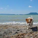 Itt van az ország összes kutyás strandja egyetlen térképen