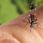 Reális-e most egy járvány kirobbanása? Tigrisszúnyogok és veszélyes kórokozók keringenek