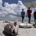 Nagyon csúnya látványt nyújtanak most Florida partjai