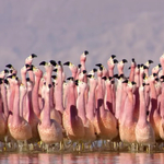 David Attenborough új természetfilmje gyönyörűbb, mint valaha – videó