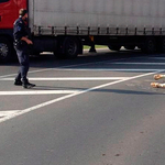 Bika támadt a rendőrökre, lelőtték az út közepén – fotó