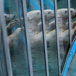 Annyian mentek a budapesti Állatkertbe, hogy megemelték a napi látogatószámot