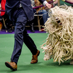 Magyar komondor az internet új sztárja