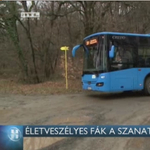 Életveszélyes fákra panaszkodnak a régi tüdőszanatórium közelében élők Pécsen