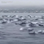 Hadseregnyi delfin tűnt fel Kaliforniánál, mintha menekülnének valami elől – videó