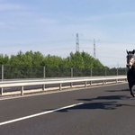 Szerencsés véget ért a lovas dráma az M6-oson