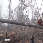 Igazi 22-es csapdája a pálmaolaj bojkottja, orangutánt biztos nem ment vele