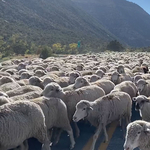 Gigantikus birkanyáj blokkolt egy utat Utahban – videó