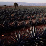 Tequila mellett kézfertőtlenítő is készülhet agávéból